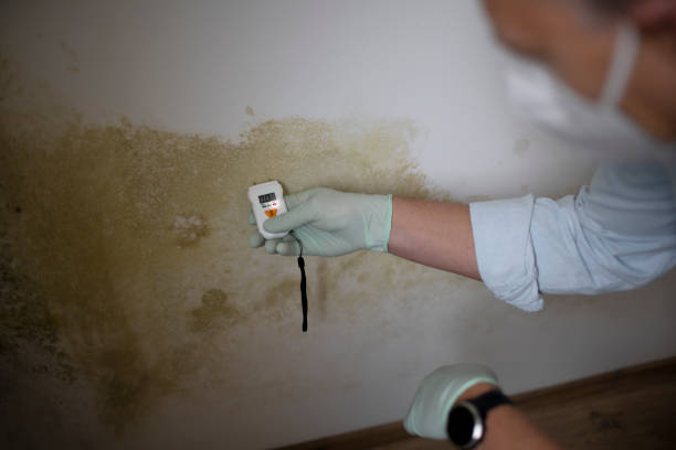 Best Environmental Consulting for Mold Prevention  in Castle Dale, UT